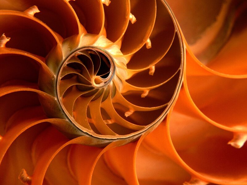 Nautilus Shell Interior — Orange