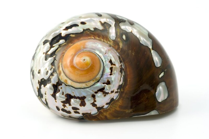 Nautilus Shell Interior