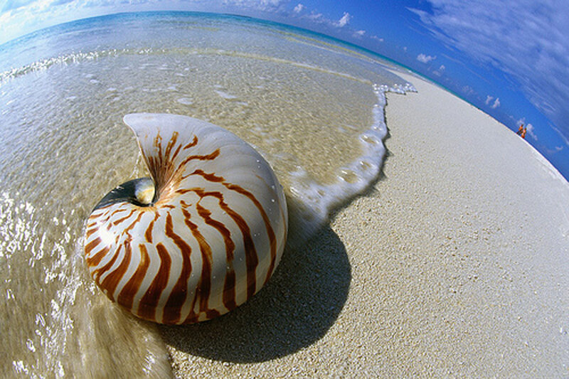 Nautilus Shell on Beach