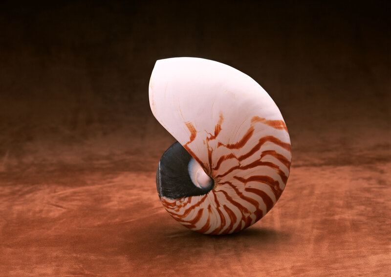 Nautilus shell on brown surface