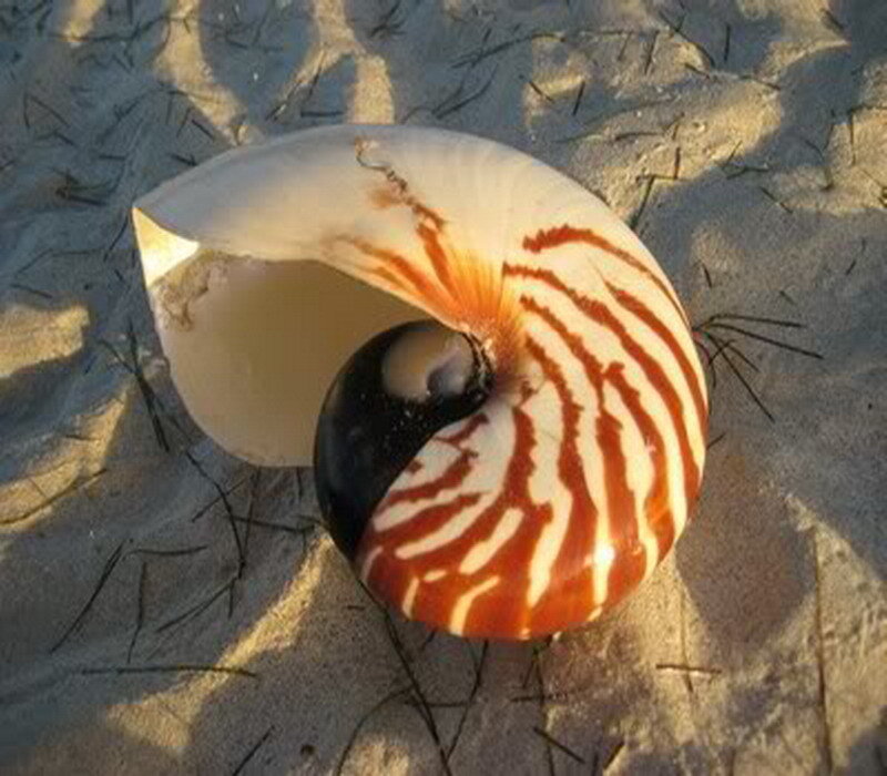 nautilus shell on sandy beach