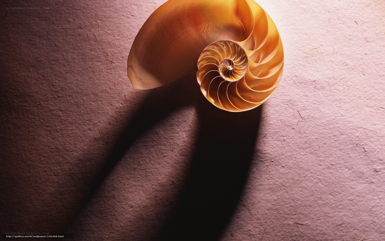 Nautilus shell on textured surface