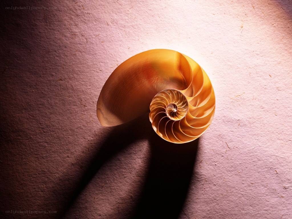 Nautilus shell spiral