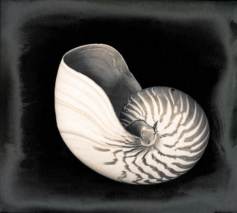 Nautilus Shell
