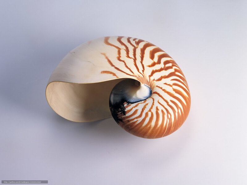 Nautilus shell with brown stripes