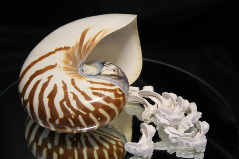 Nautilus shell with chamber