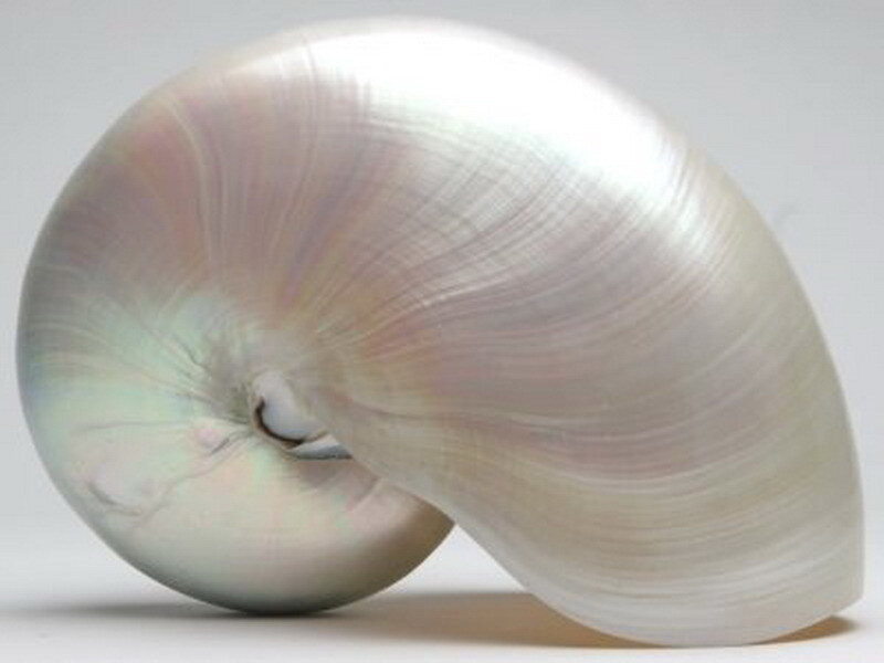 Nautilus shell with iridescent interior