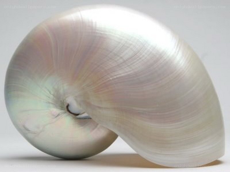 Nautilus shell with iridescent interior