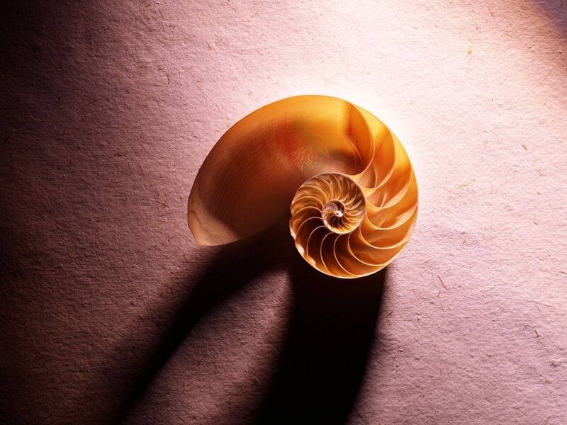 Nautilus Shell — Yellow