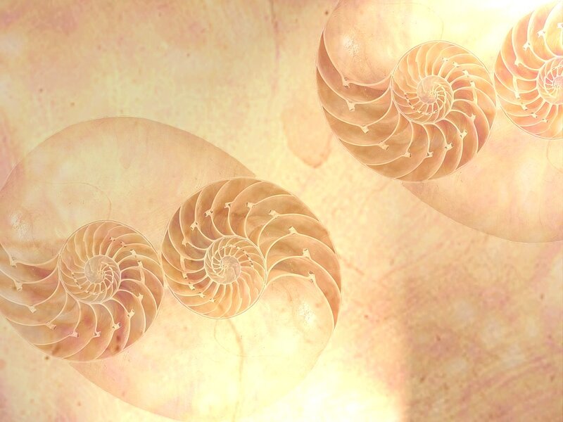 Nautilus Shells