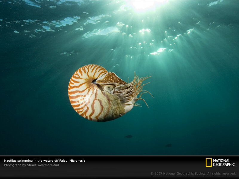 Nautilus swimming in Palau
