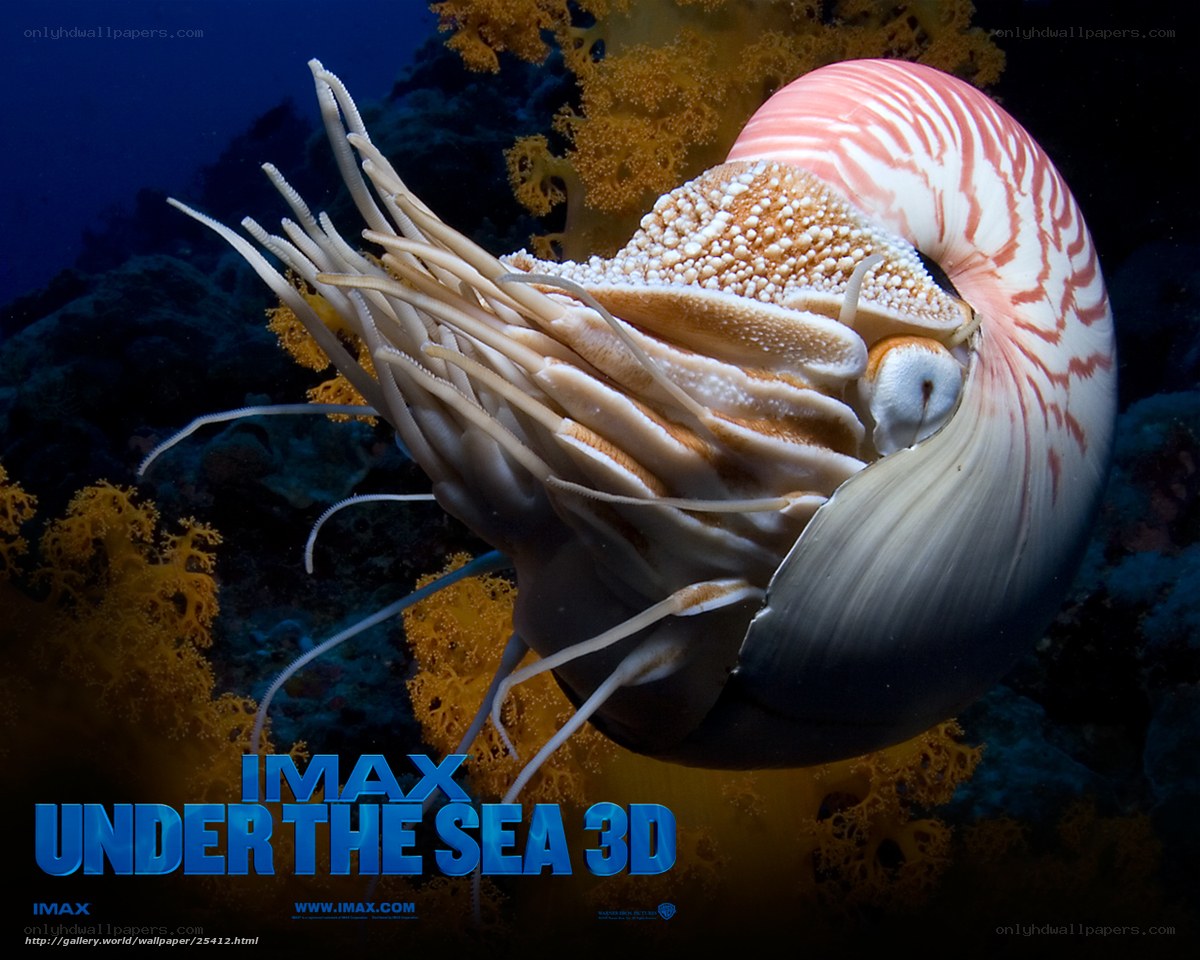 Nautilus underwater in coral reef
