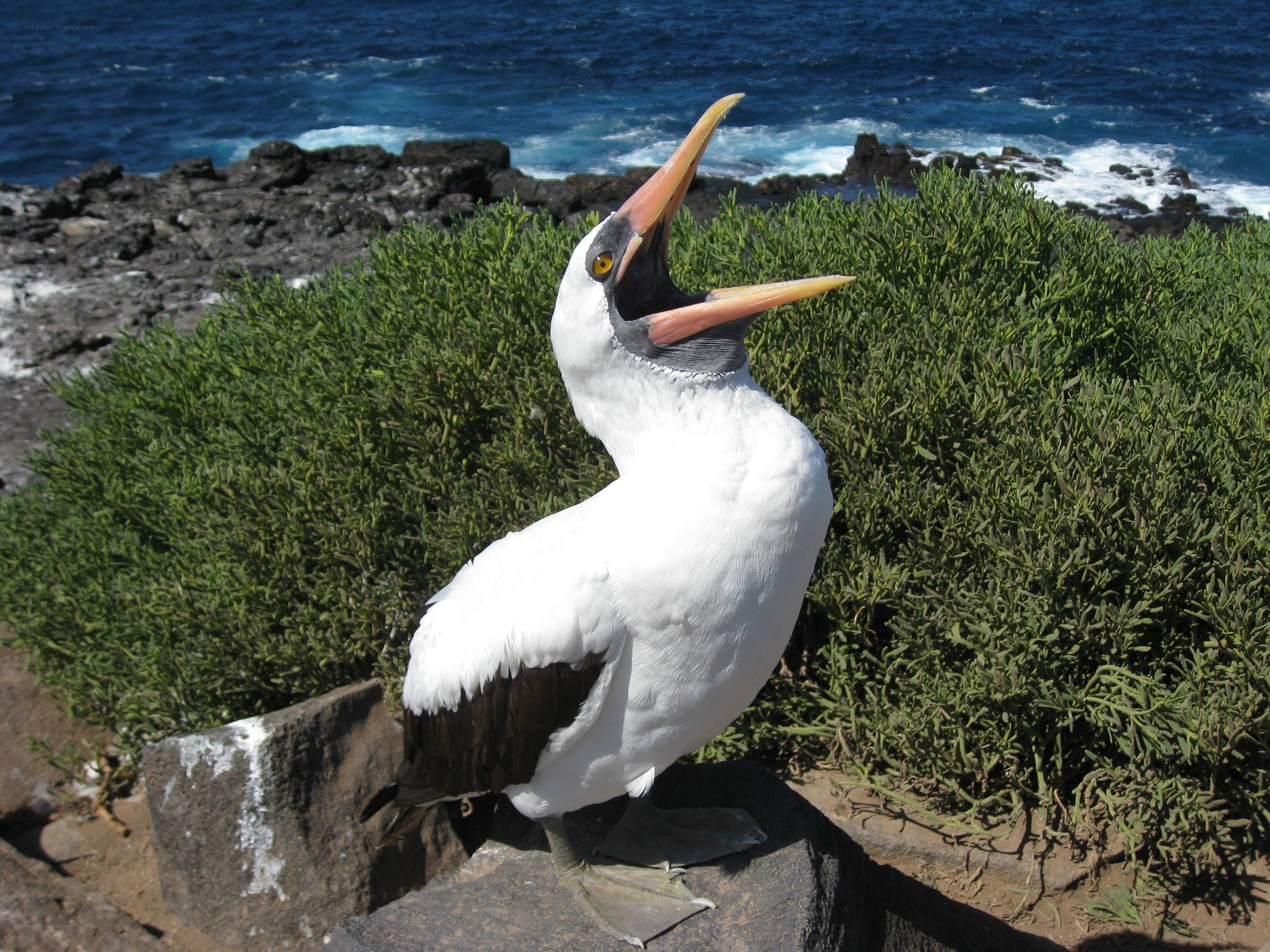 nazca booby on rocky shore