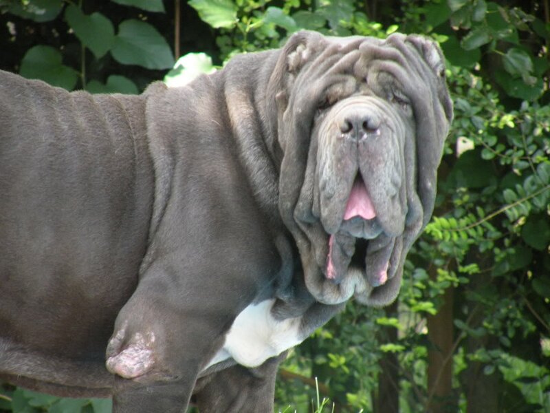Neapolitan Mastiff Dog — Gray