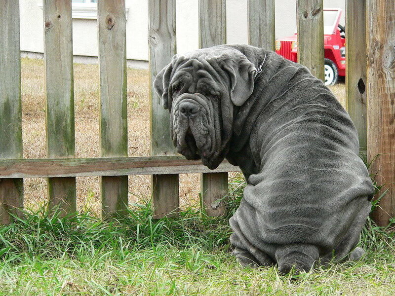 Neapolitan Mastiff Dog