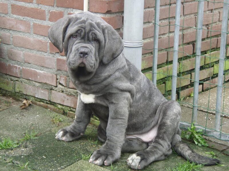 Neapolitan Mastiff Puppy