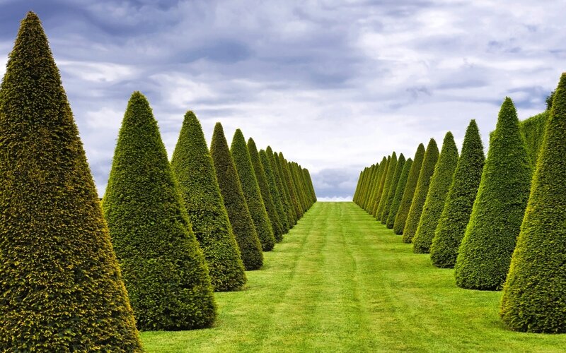 Neatly Trimmed Conifer Trees