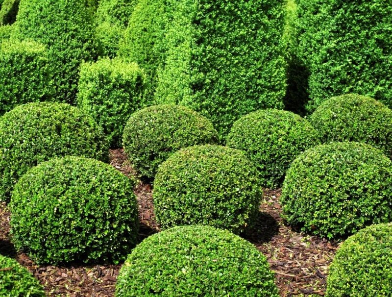 Neatly Trimmed Green Bushes