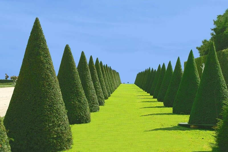 Neatly trimmed topiary cones