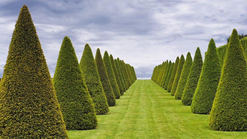 Neatly trimmed topiary trees