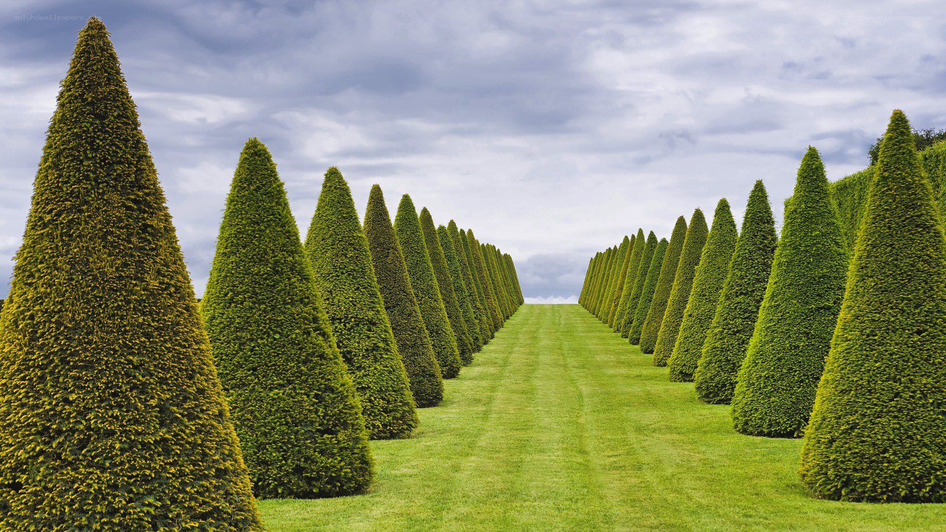 Neatly trimmed topiary trees