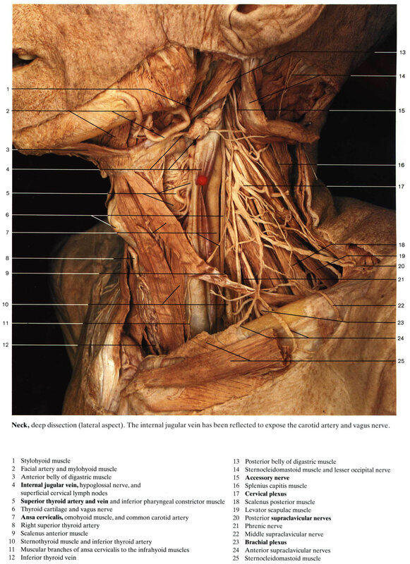 Neck dissection anatomy