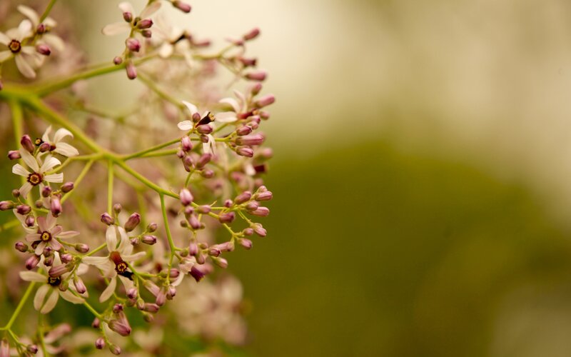 Neem Flower Cluster