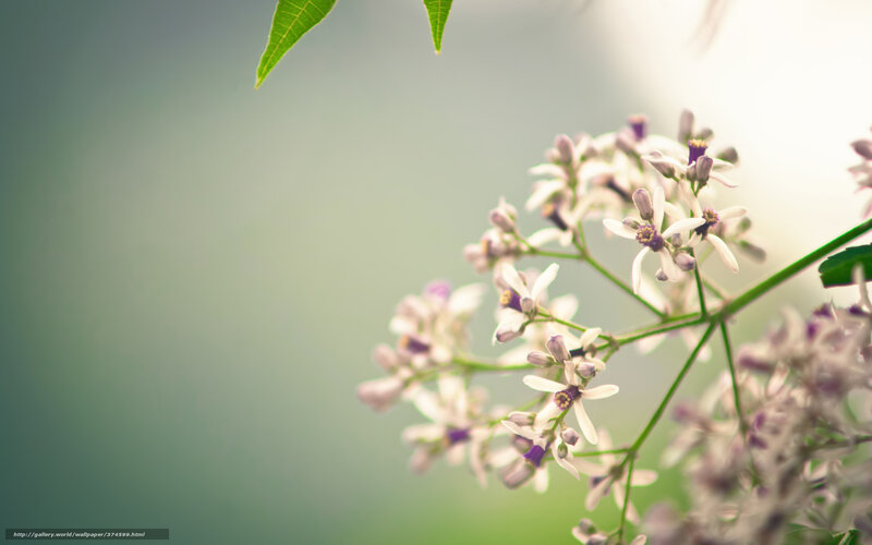 Neem Tree Flowers