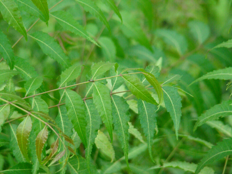 Neem Tree Leaves