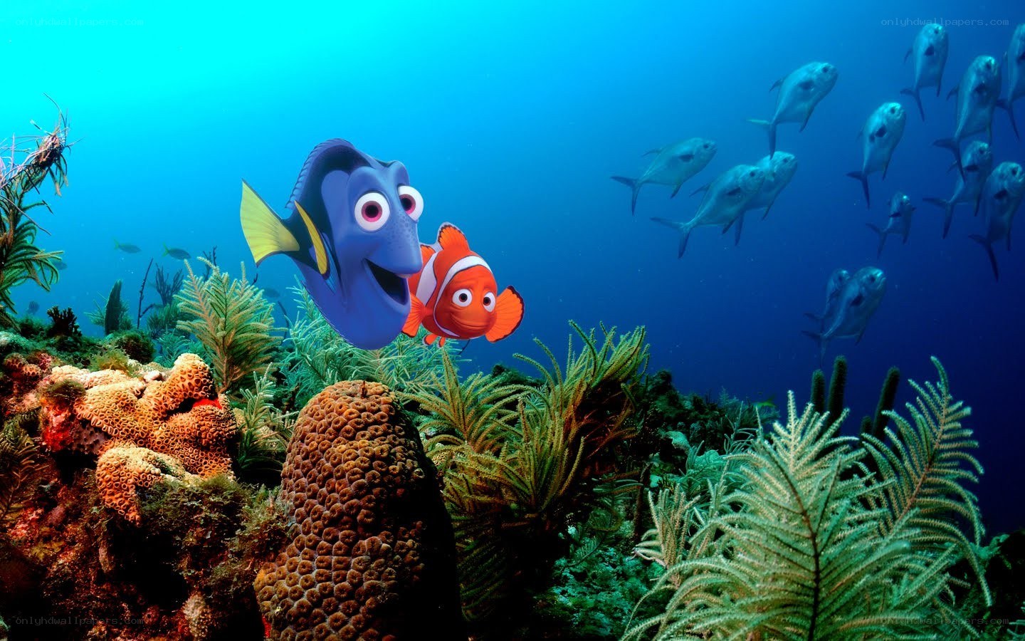 Nemo and Dory in coral reef