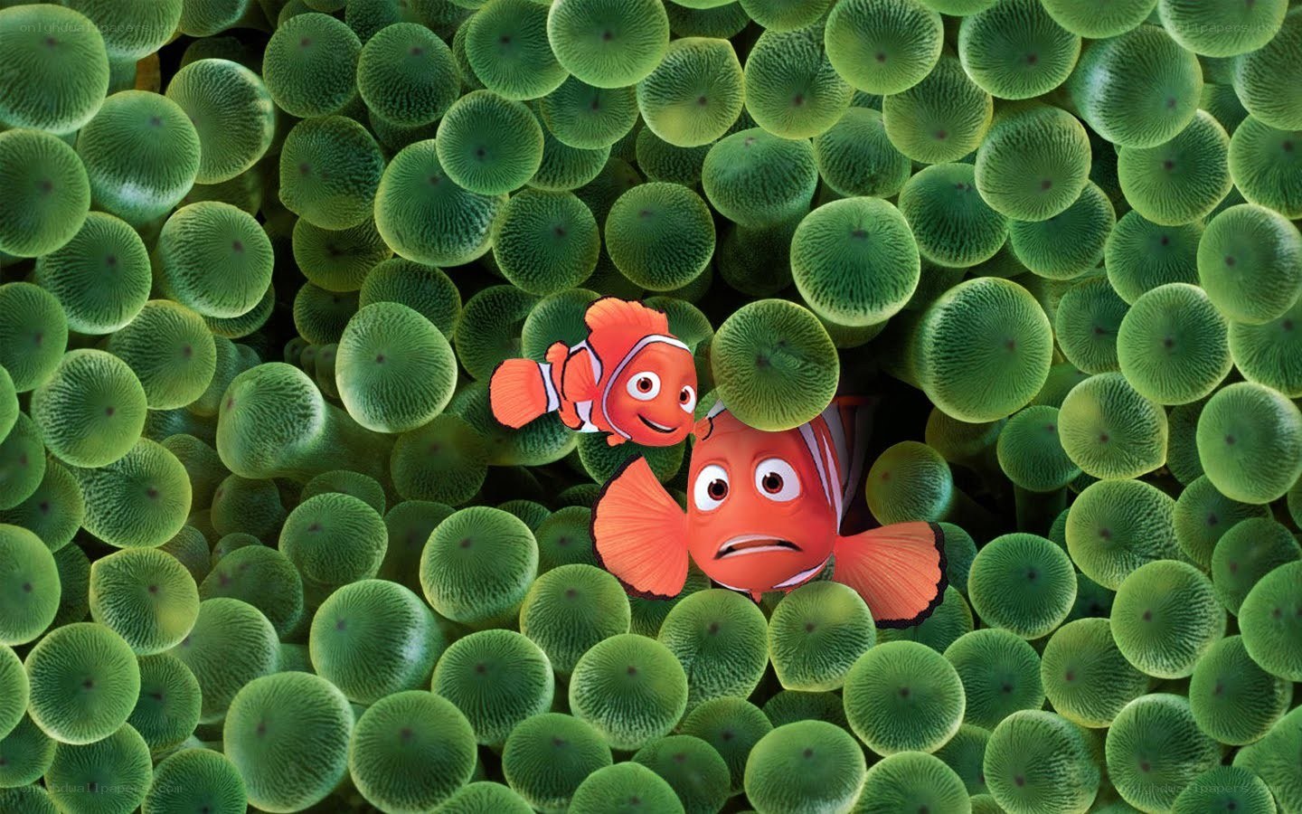 Nemo and Marlin in anemone