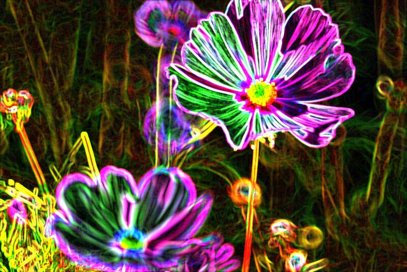 Neon-colored Cosmos Flowers