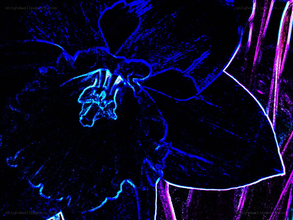 neon flower outline