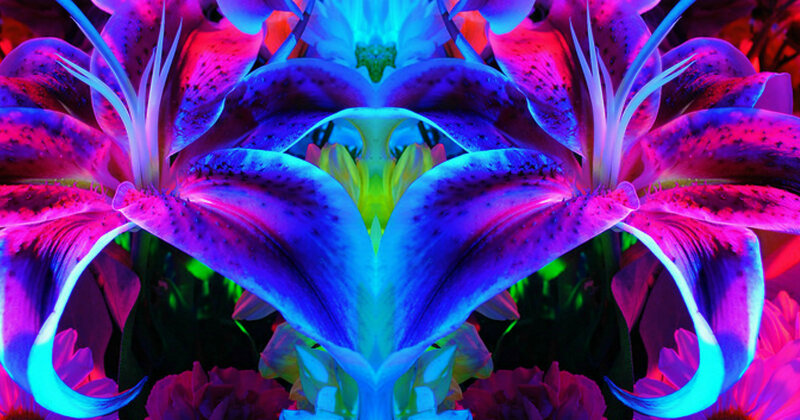 Neon-lit Lilies