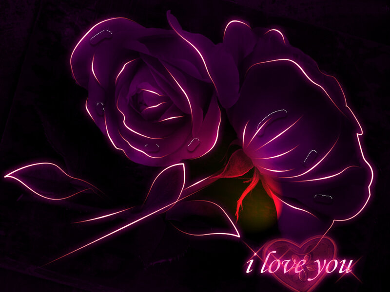 neon purple roses