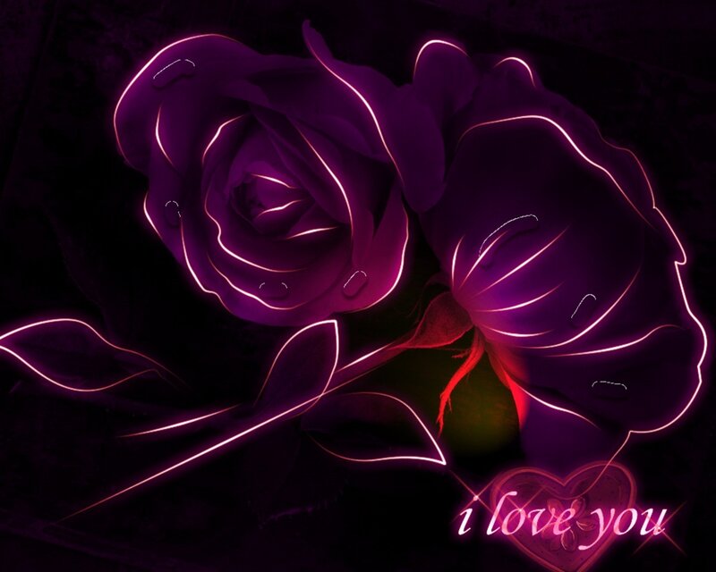 Neon purple roses