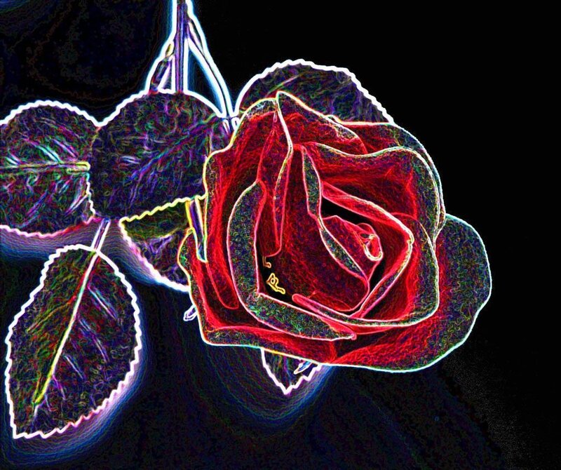 neon red rose flower