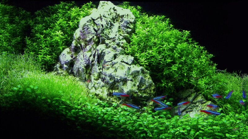 Neon Tetra Fish in Aquarium — Green