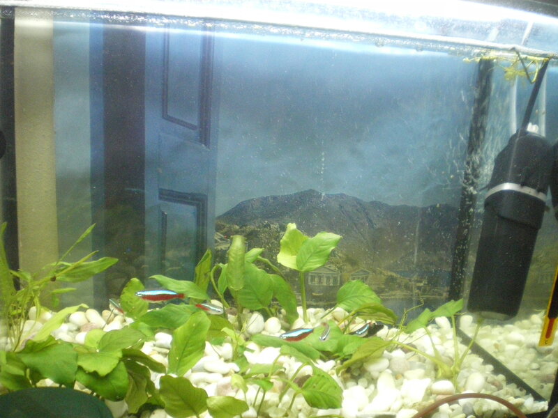 Neon Tetra Fish in Tank
