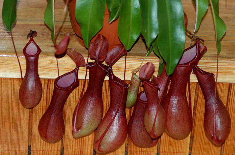 Nepenthes pitcher plants