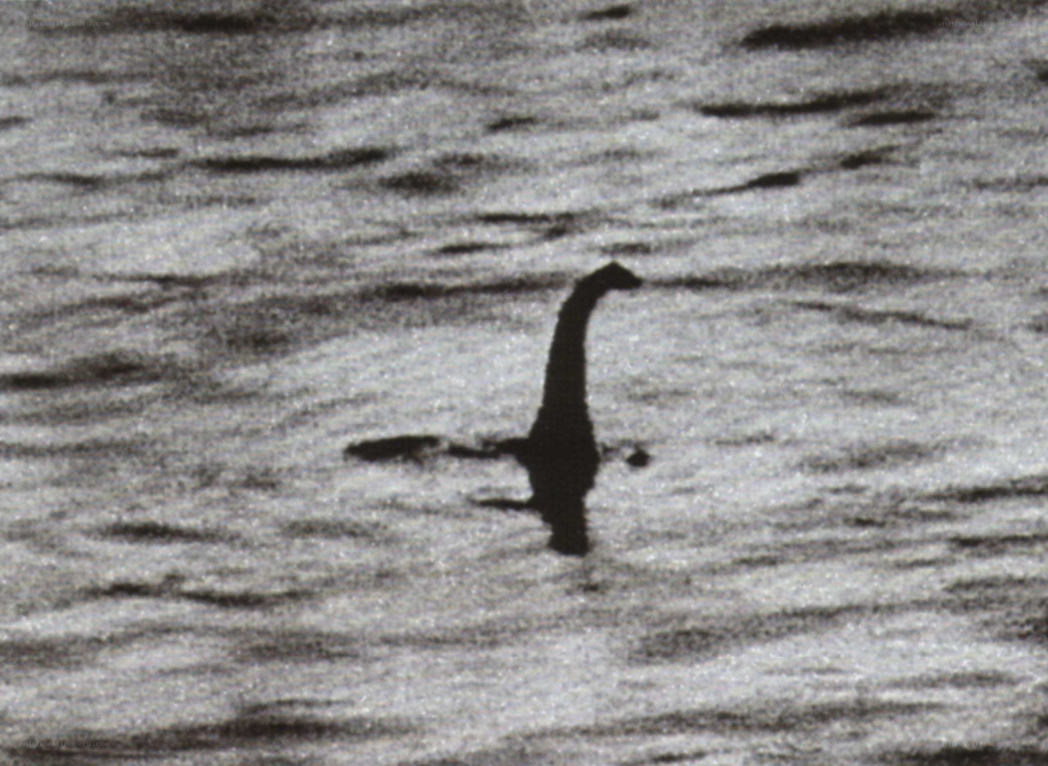 Nessie sighting on Loch Ness