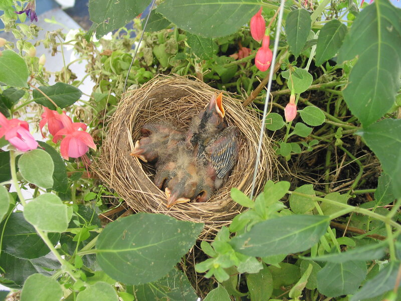 Nest with Baby Birds