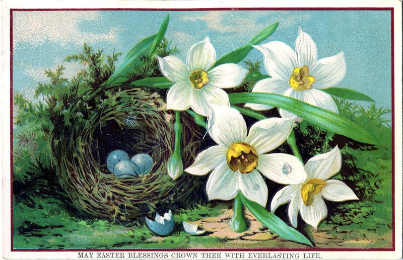 Nest with Blue Eggs