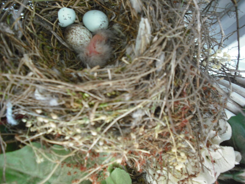 Nest with Eggs and Chick