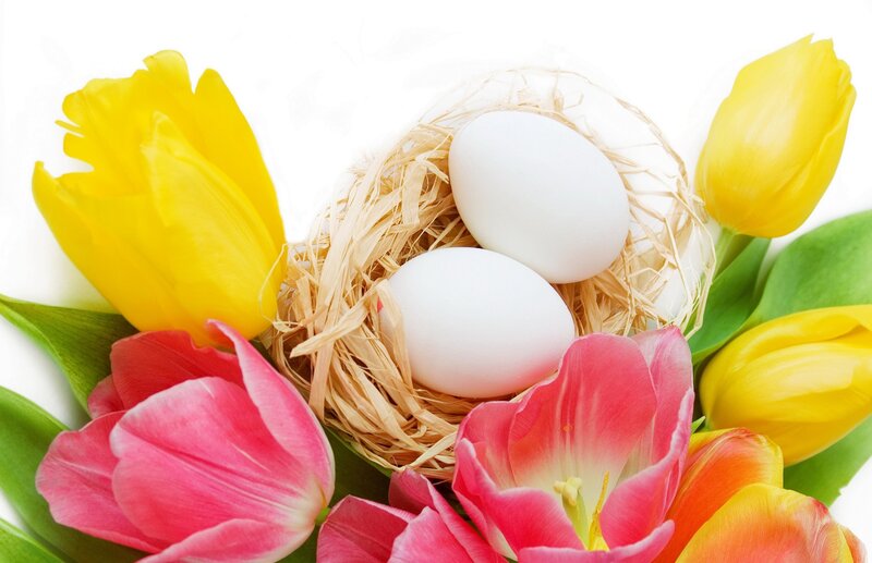 Nest with Eggs and Tulips