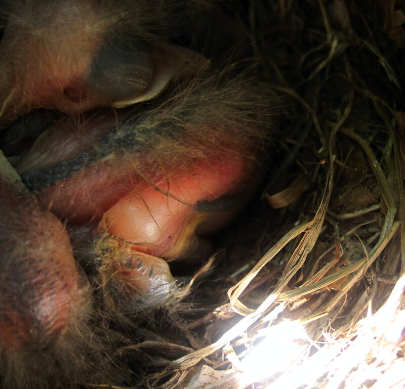 Nestling Bird in Nest