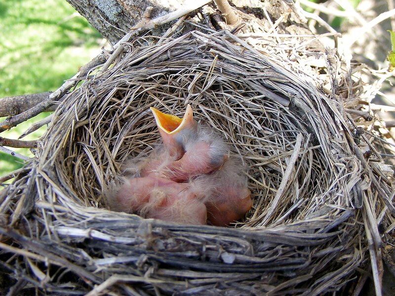 Nestling Birds in Nest