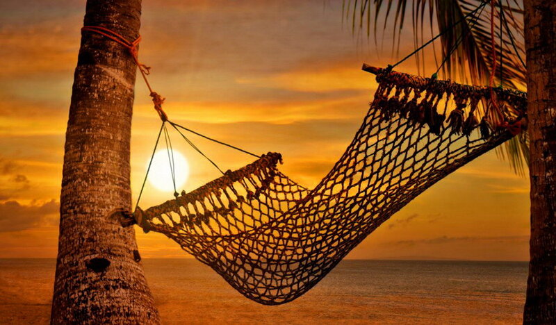 Net Hammock Between Palms