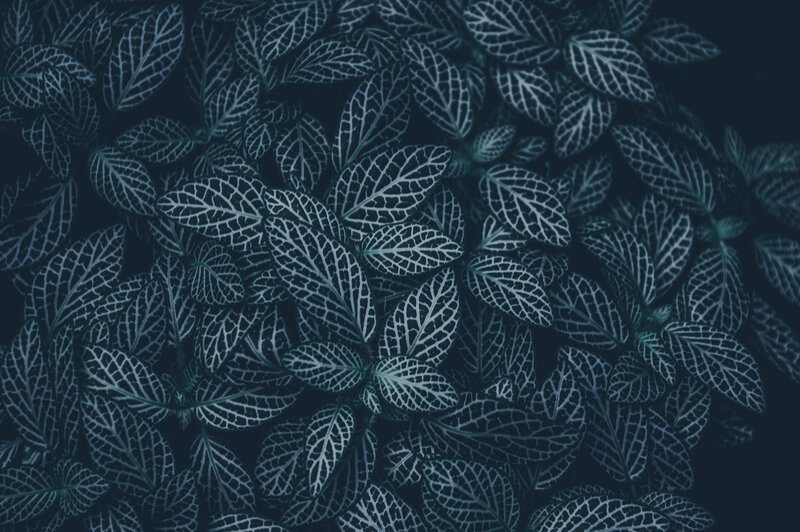 Nettle-leaf Plant Pattern — Blue