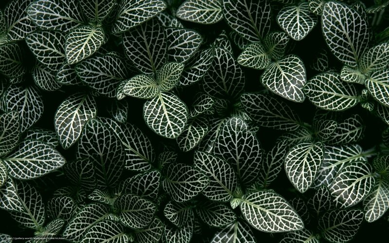 Nettle leaf plant pattern